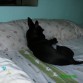 le encanta dormir la siesta